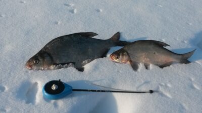 Carp bream, 0.5 kg — Zalvys
