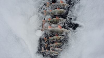 Eurasian perch ×9 — Didžiulis