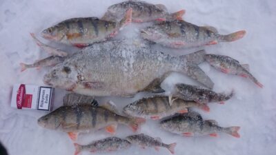 Carp bream, 1.0 kg — Elektrėnai reservoir