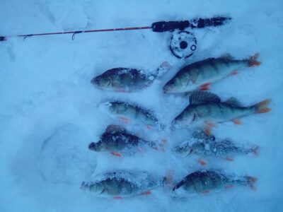 Eurasian perch ×8 — Danė