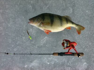 Eurasian perch, 1.0 kg