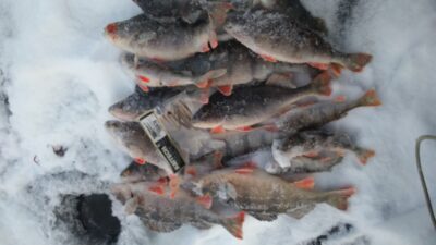 Eurasian perch ×19 — Kaunas reservoir