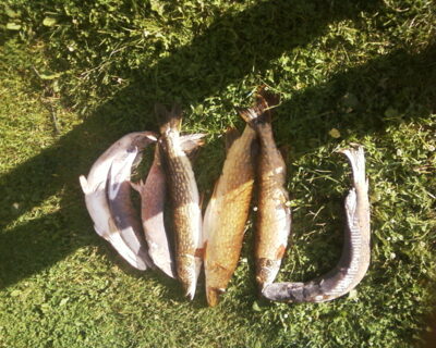 Northern Pike ×7 — Svartån