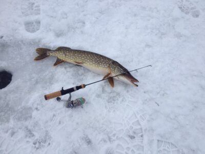 Northern Pike, 2.1 kg