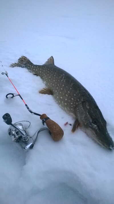 Northern Pike, 1.9 kg — Vabalių