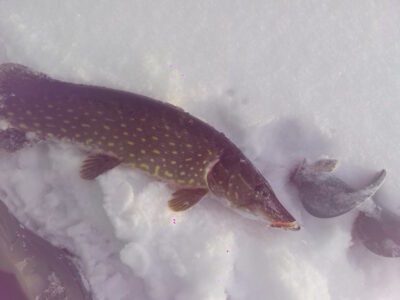 Northern Pike, 2.1 kg — Papilių