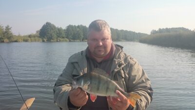 Eurasian perch