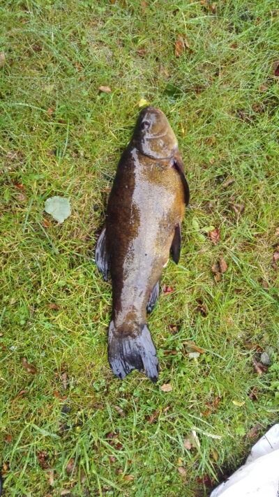 Tench, 2.2 kg