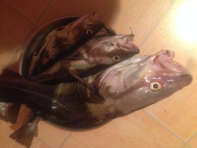 Atlantic cod ×17 — Baltic Sea