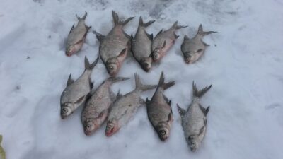Carp bream ×10 — Zalvys