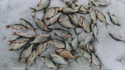 Carp bream ×42, 3.5 kg — Kupiškio