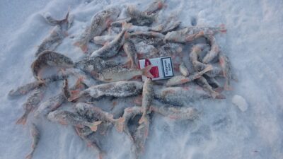 Eurasian perch ×40 — Neman River