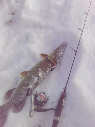 Northern Pike, 1.3 kg — Našys