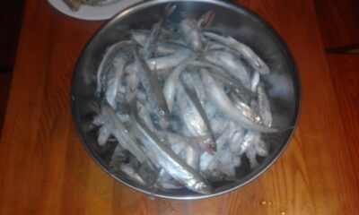 European smelt ×126 — Kuršių
