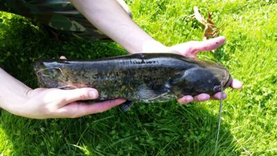 Wels catfish