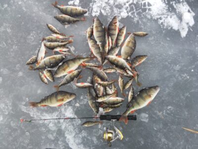 Eurasian perch ×10