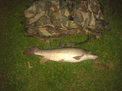 Barbel, 4.3 kg