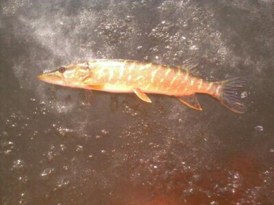 Northern Pike — Tenenys