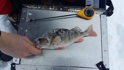 Eurasian perch, 0.4 kg — Nevėžis
