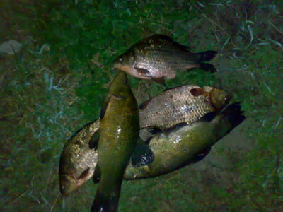 Prussian carp ×3