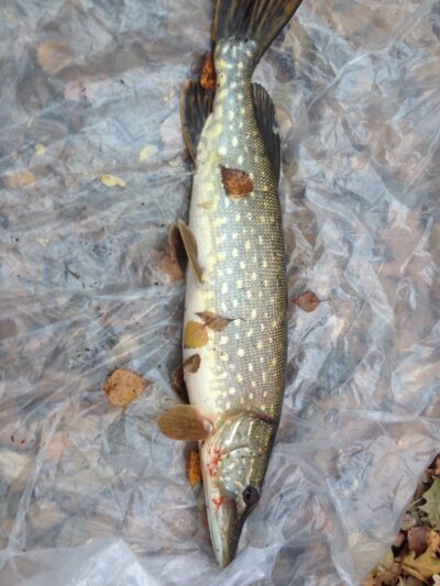 Northern Pike — Klaipėdos