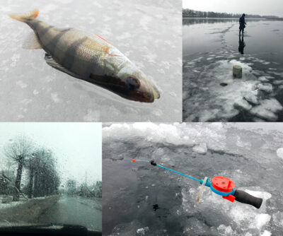 Eurasian perch — Svėdasas