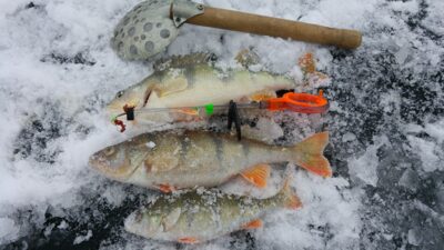 Eurasian perch, 0.5 kg — Elektrėnai reservoir