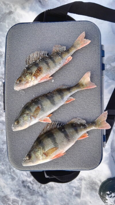 Eurasian perch ×3 — Elektrėnai reservoir