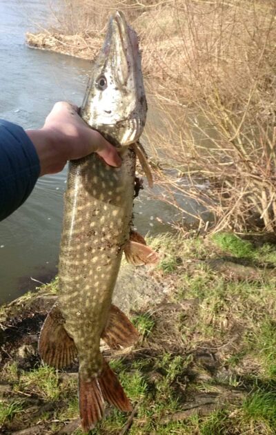 Northern Pike, 2.4 kg