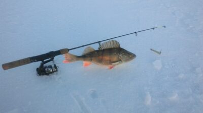 Eurasian perch, 0.5 kg — Didžiulis