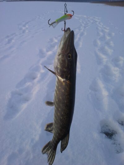 Northern Pike