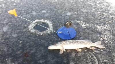 Northern Pike ×5 — Stromis