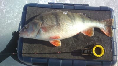 Eurasian perch — Kuršių