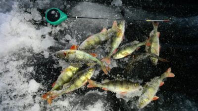 Eurasian perch — Alksnas