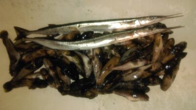 Garfish, 0.8 kg — Baltic Sea