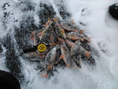 Eurasian perch ×24 — Kermėžys
