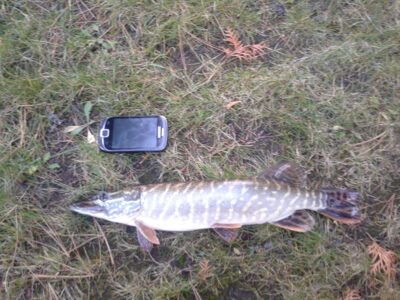 Northern Pike, 1.0 kg