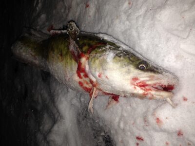Burbot, 1.9 kg — Kuršių