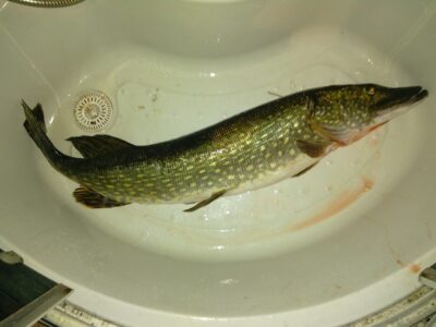 Northern Pike, 4.0 kg — Sietuviškis