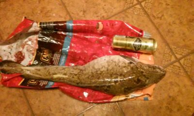 Burbot, 3.2 kg — Kuršių