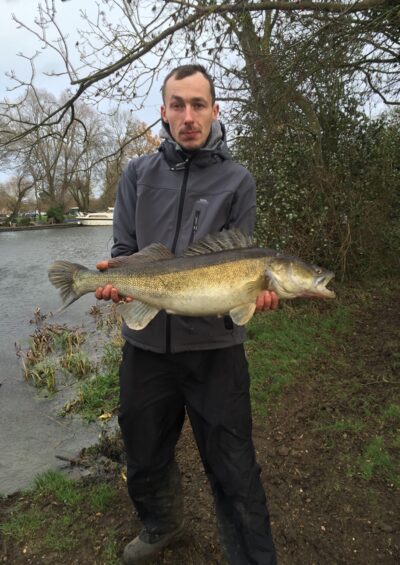 Pike perch, 6.2 kg