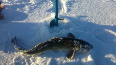 Burbot, 2.0 kg — Kuršių