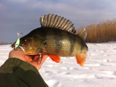 Eurasian perch, 0.8 kg — Bedugnys