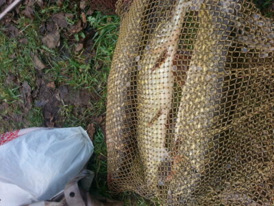 Northern Pike ×3 — Ančia