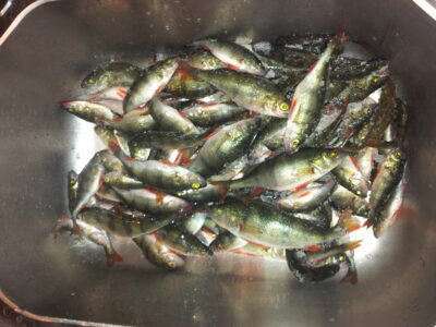 Eurasian perch, 2.5 kg — Kumpuolis