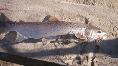 Šlakis, 1.6 kg — Minija