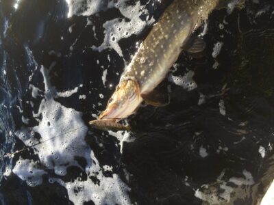 Northern Pike, 2.2 kg — Loch of Aboyne