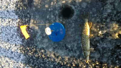 Northern Pike — Lėnas