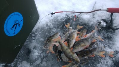 Eurasian perch ×14 — Šešuolių