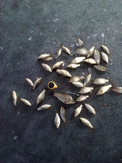 Prussian carp